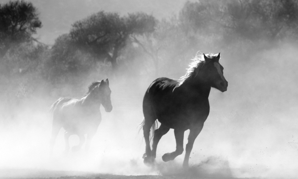 Team Moves Imperium Commodity Search Headhunter